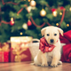 Obligatory cute puppy Christmas photo